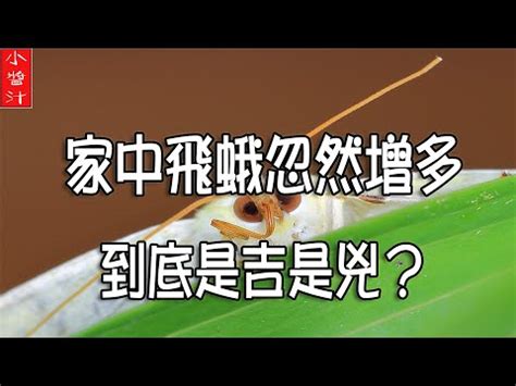 飛蛾 入 屋 寓意|【白飛蛾入屋】白飛蛾入屋預兆解析：吉兆還是凶兆？。